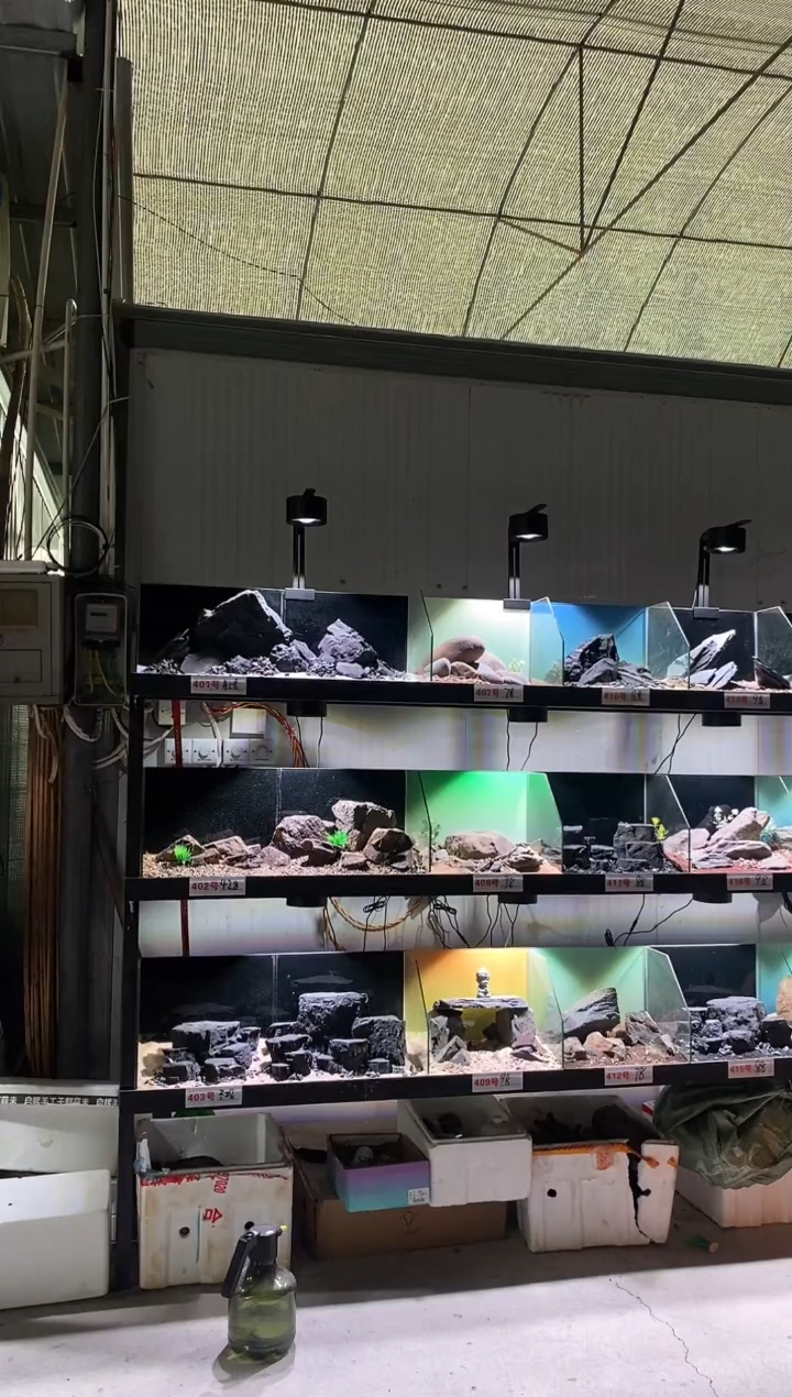 55号鱼缸造景不含底砂