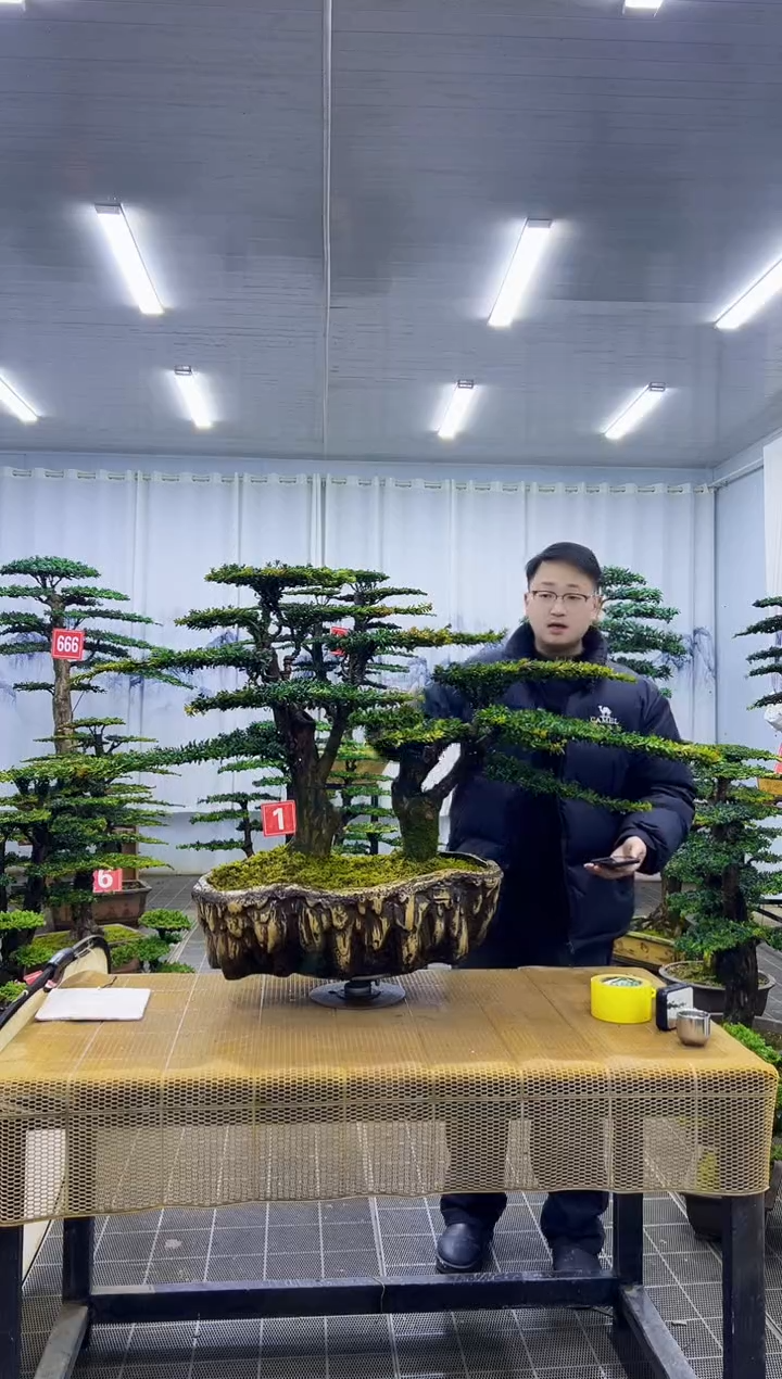 无花朵鼎****部0000000000000000000