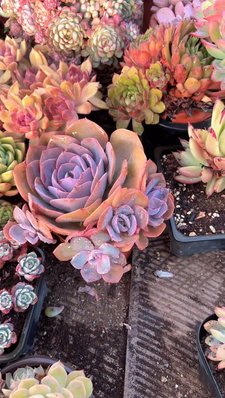 乖*兔多肉植物一物一拍09325