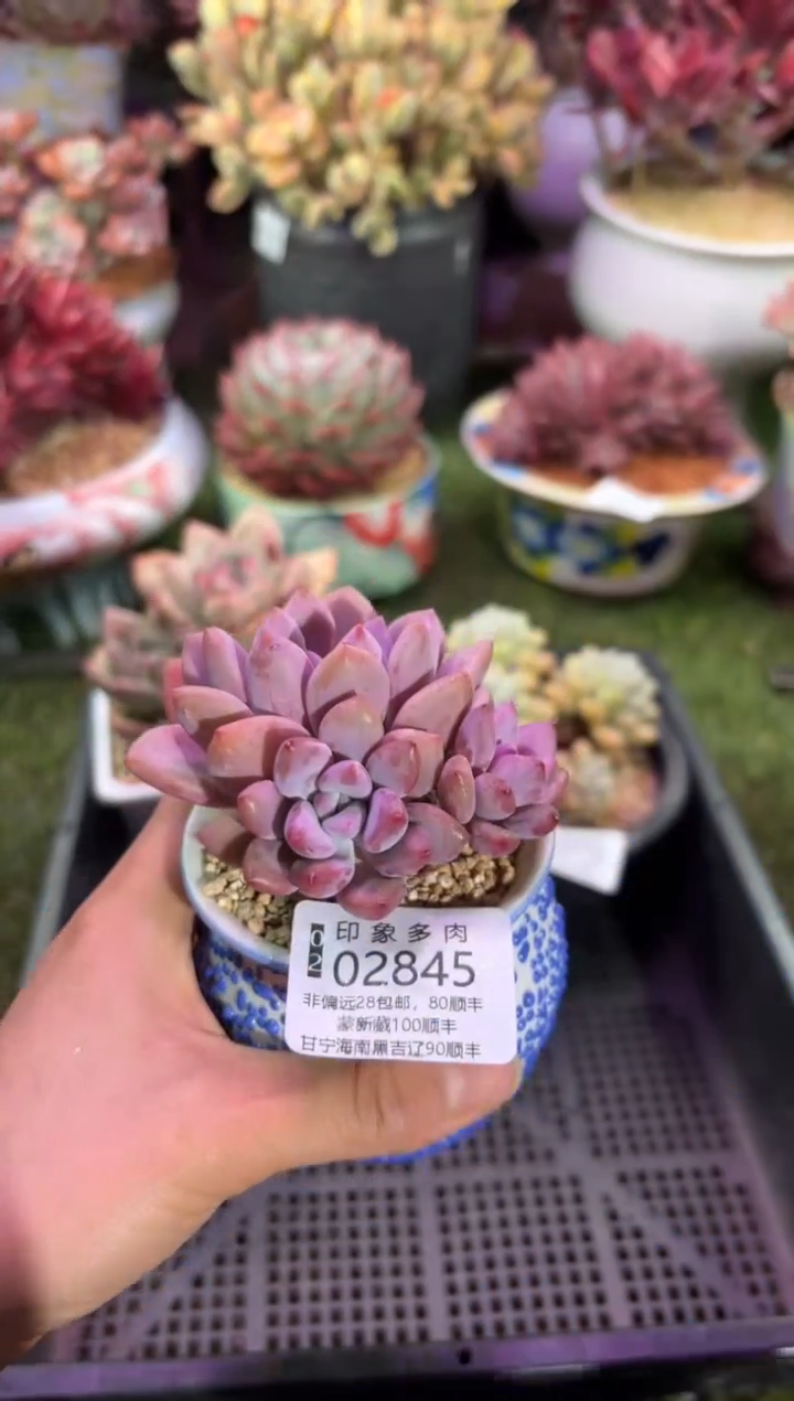 【闪购商品】02845