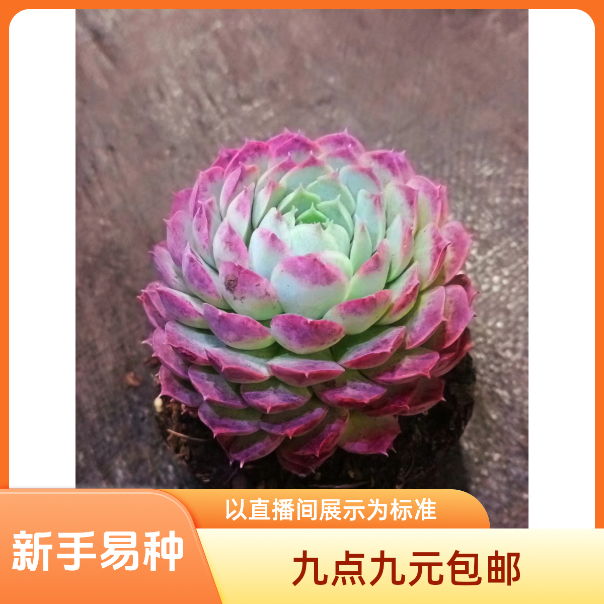 朱砂痣（西府海棠）以直播间实物为标准（九点九包邮） 多肉植物 