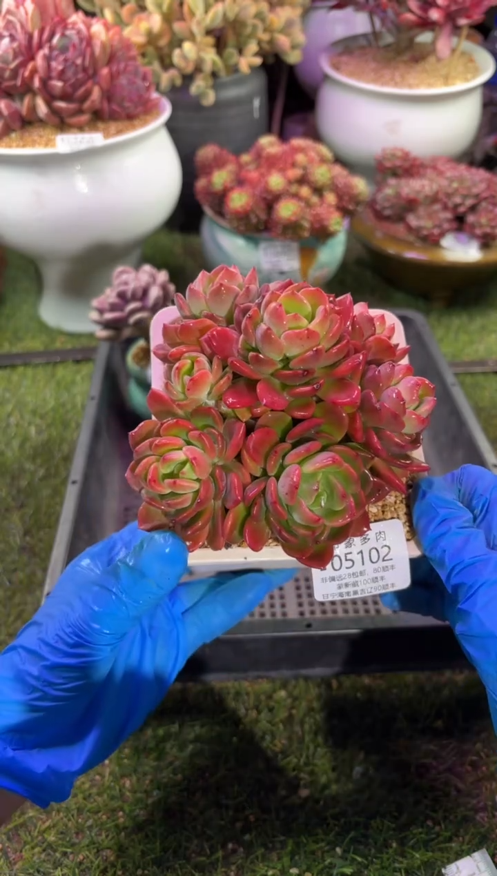 【闪购商品】05102