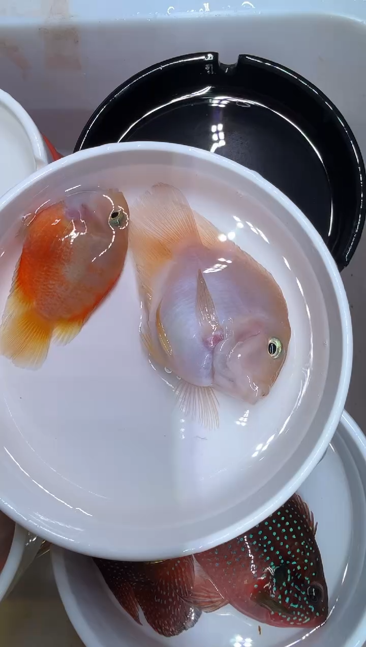 鹦鹉鱼1对胭脂粉 