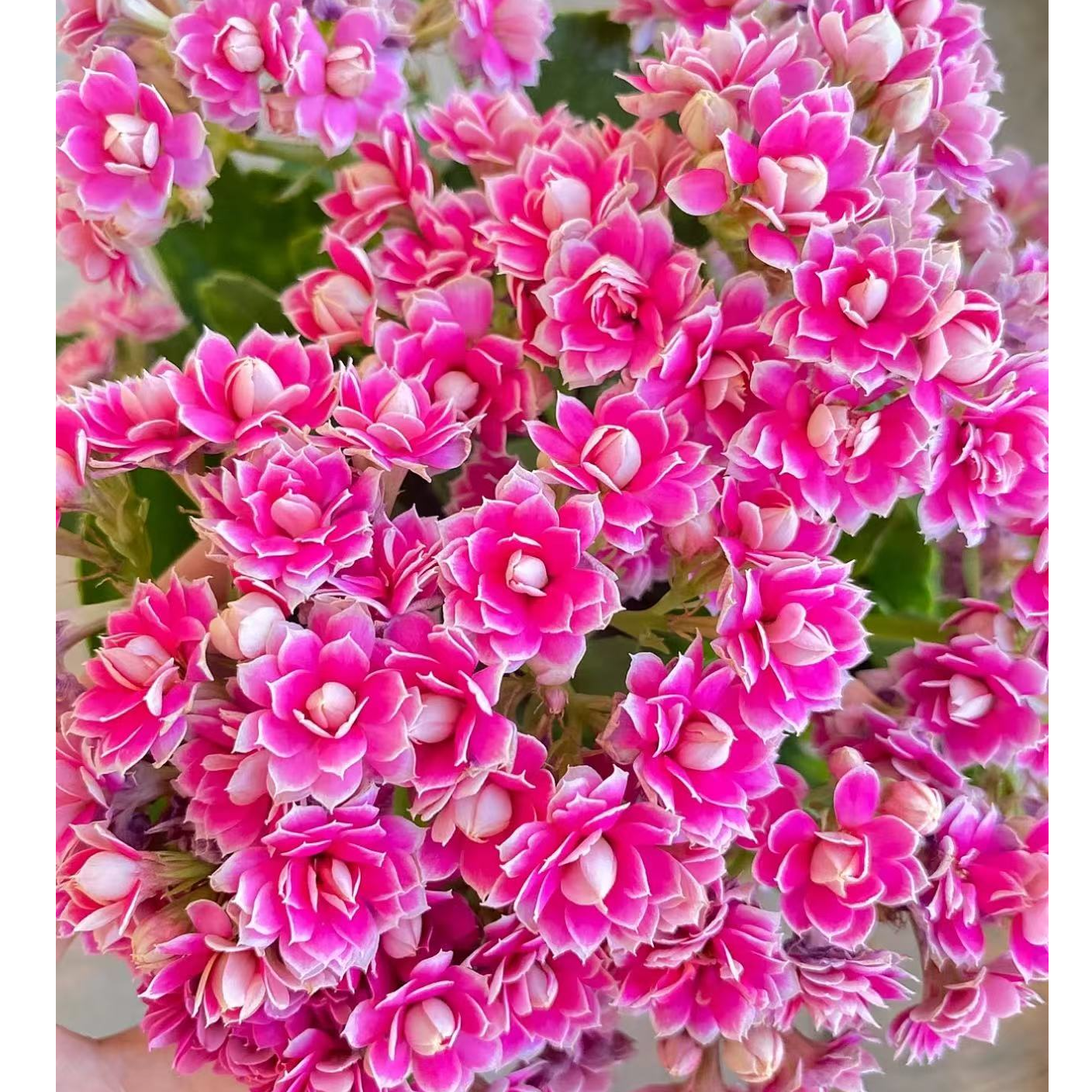 【紫风玲】稀有重瓣长寿花