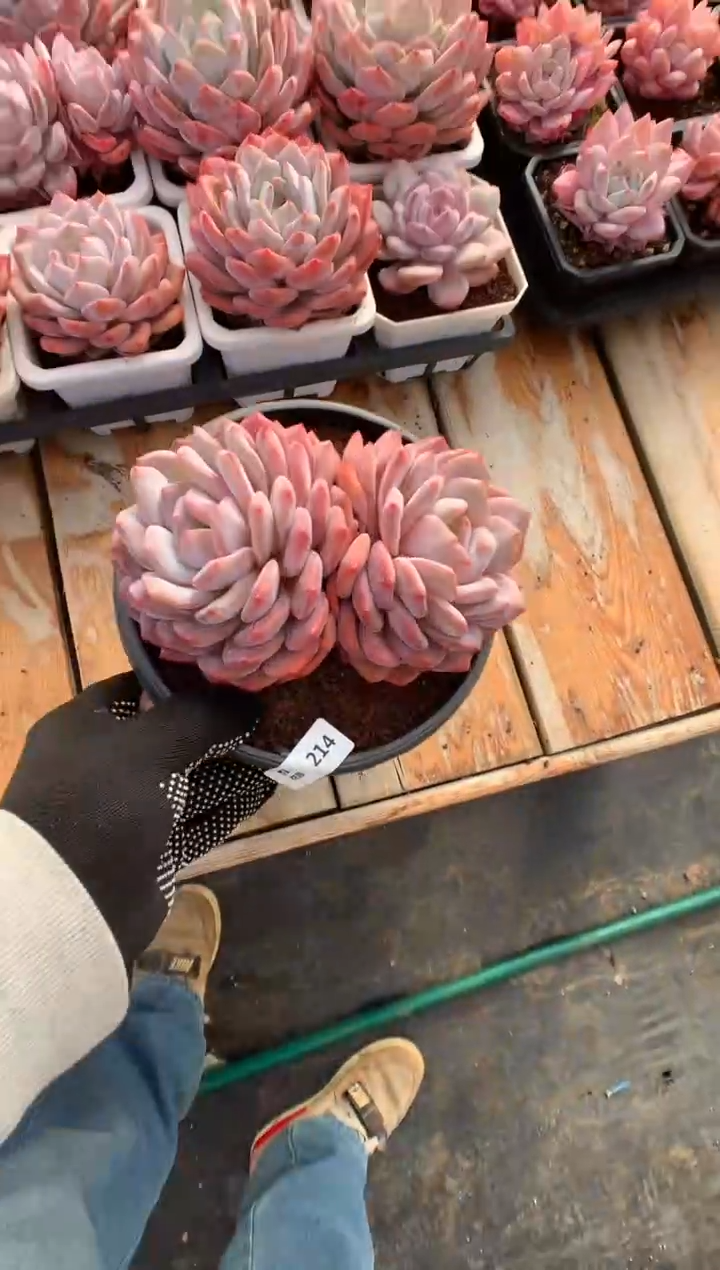 214蒙克多肉植物一物一拍