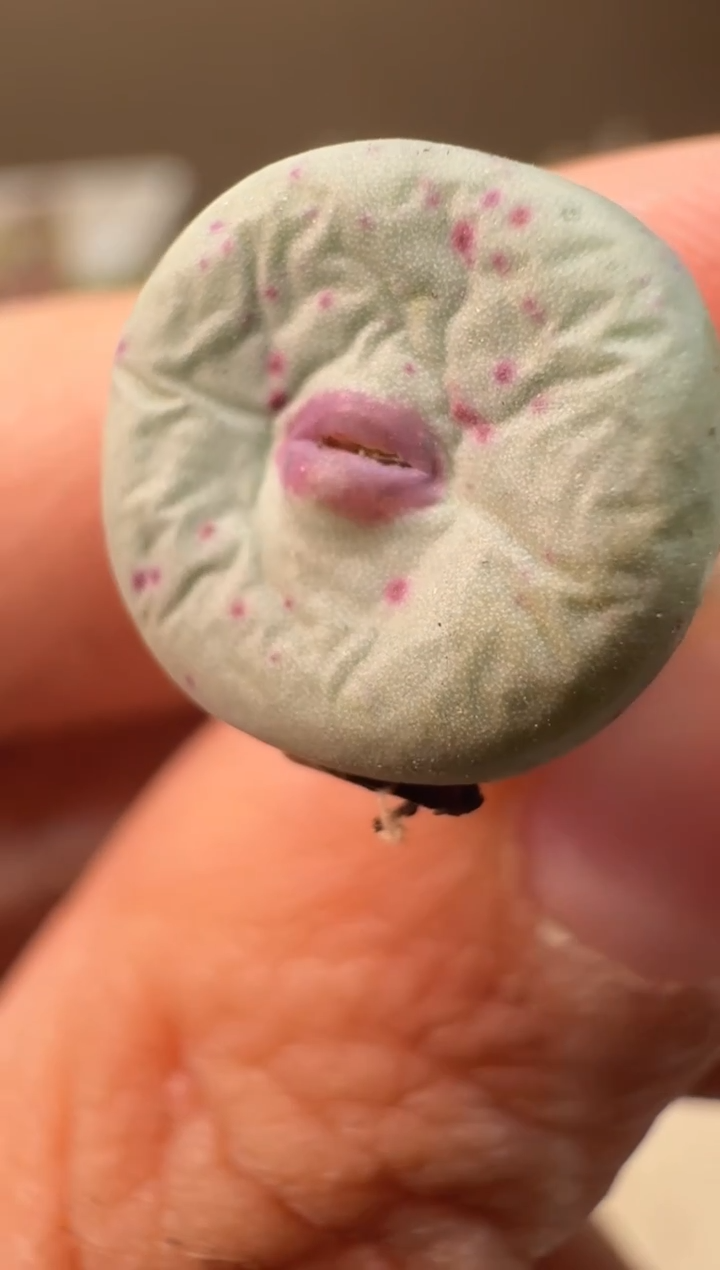 26-163多肉植物肉锥