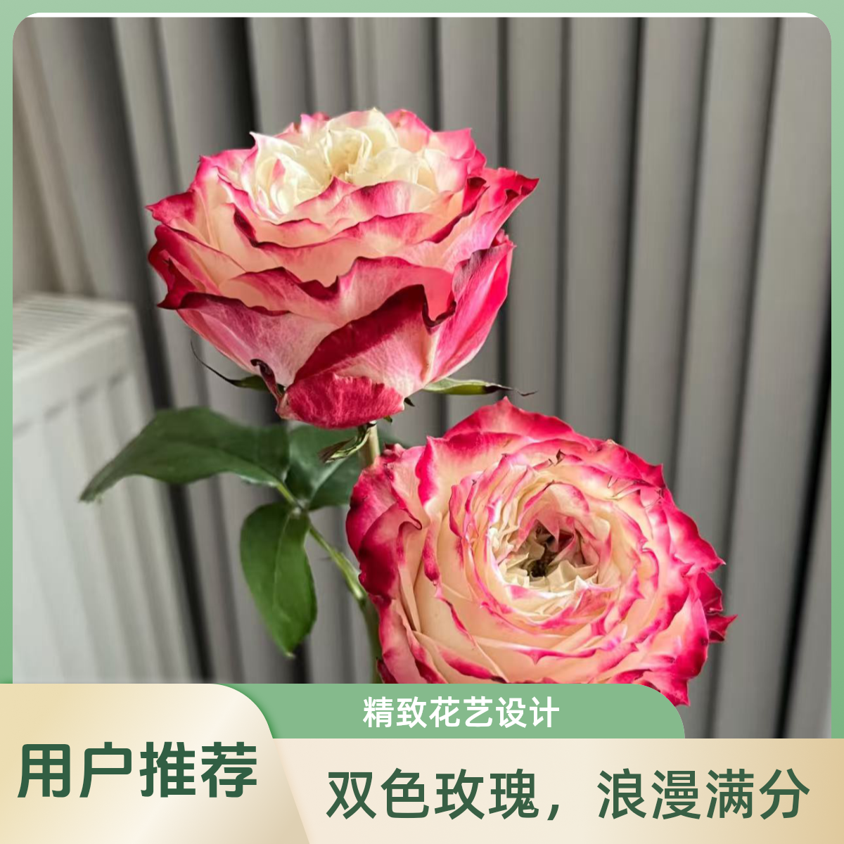 今日下单明天到【1枝苹果杰克玫瑰】生活鲜花居家花