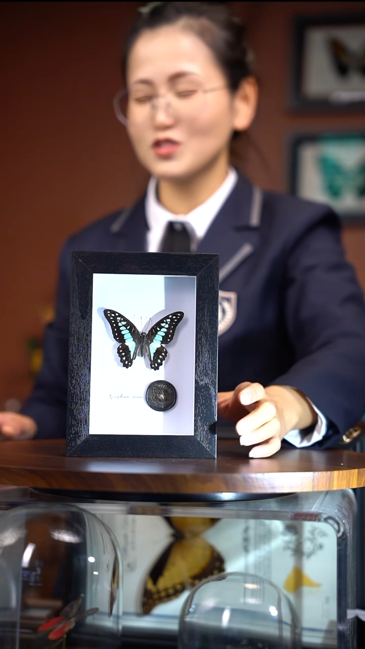 木兰青凤    常规