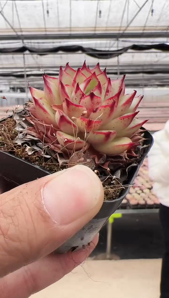 【闪购商品】新款多肉-129