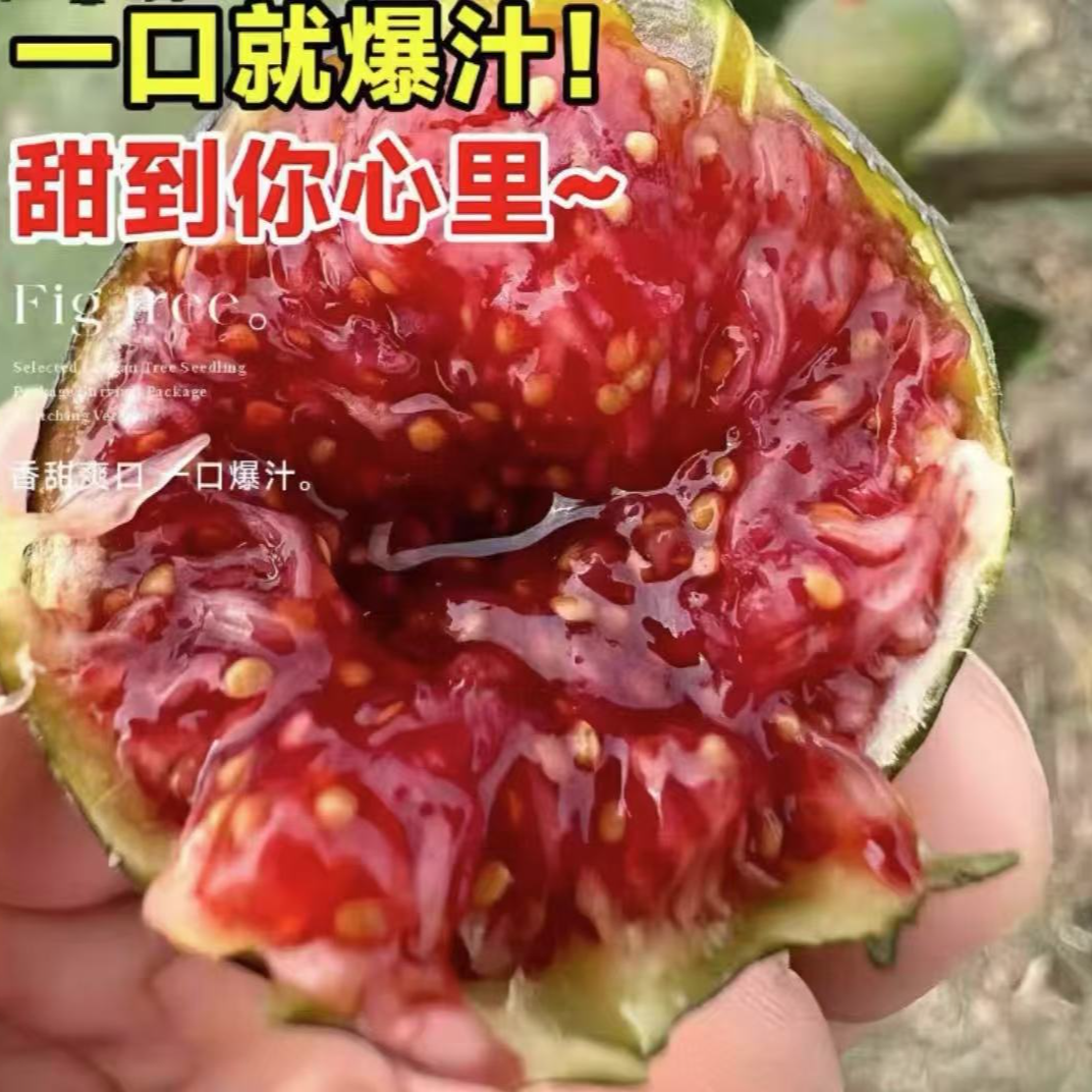 [精品无花果树苗]南北方种植原盆栽地栽盆原土当年结果 果树苗