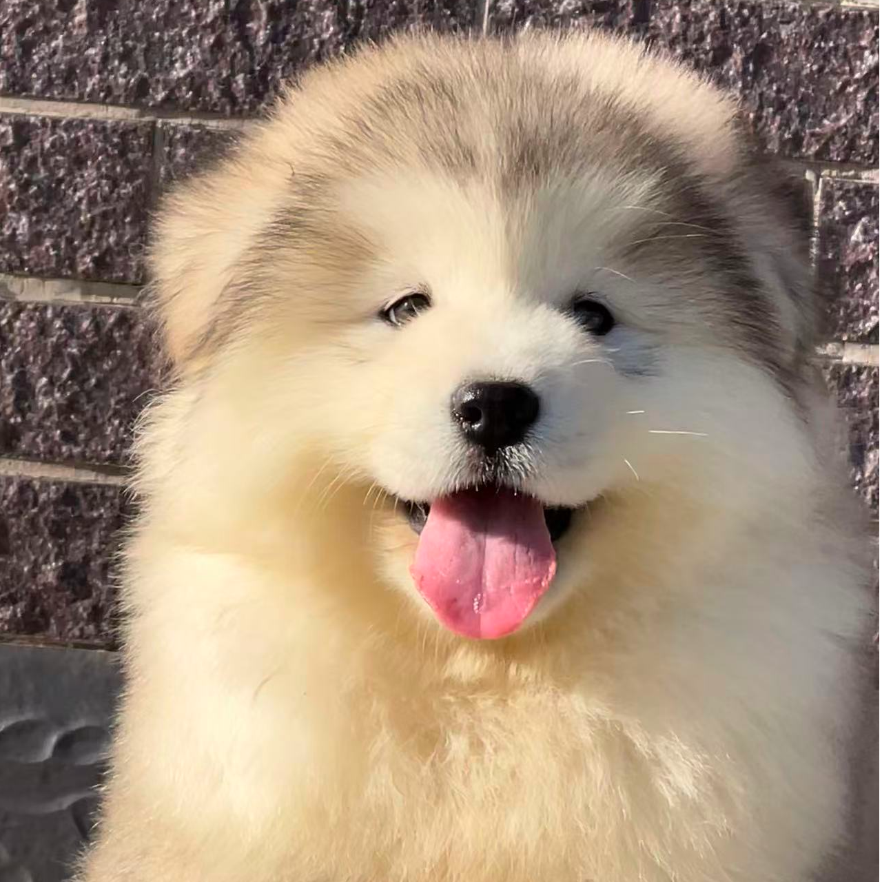胜哥精品阿拉斯加宠物狗狗高级宠物伴侣犬大型犬看家护院陪伴