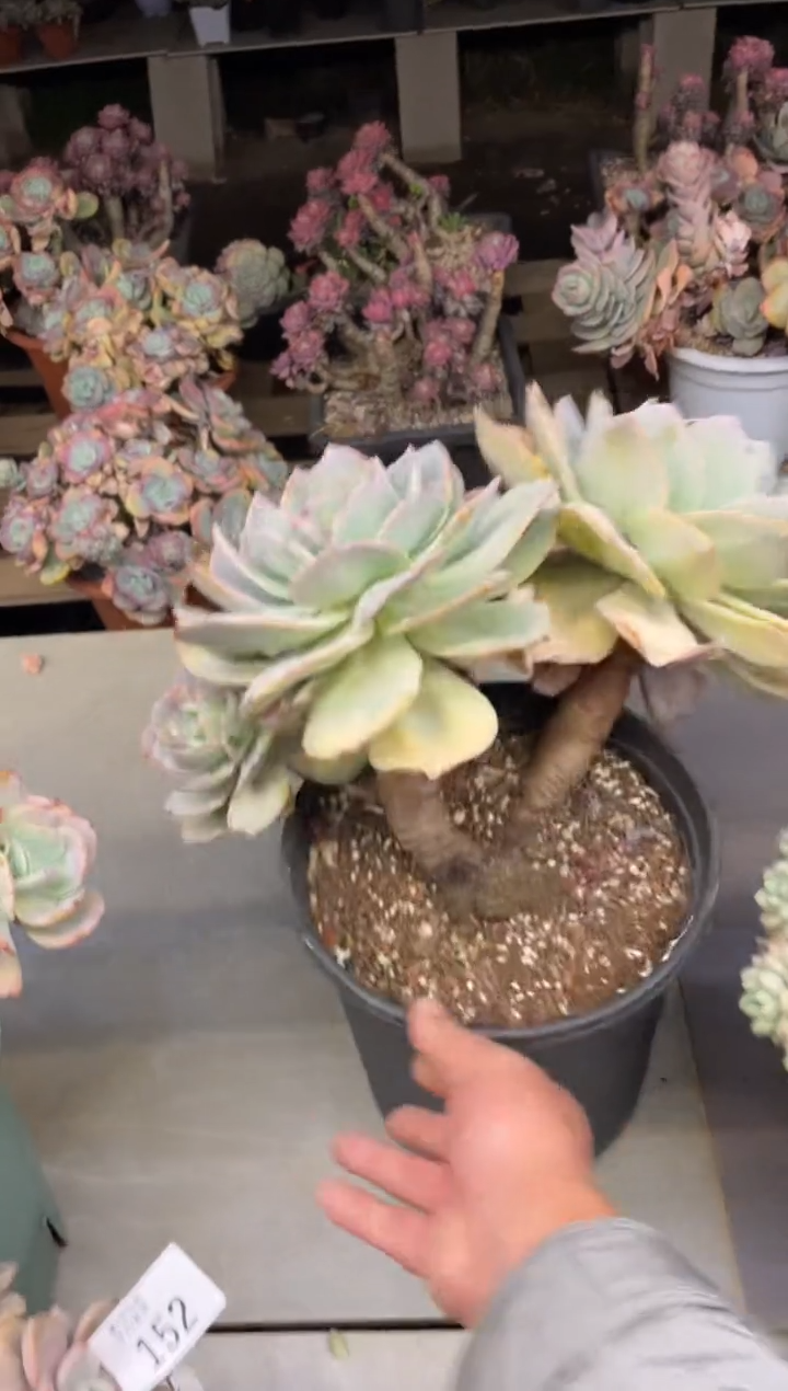 【闪购商品】153白凤