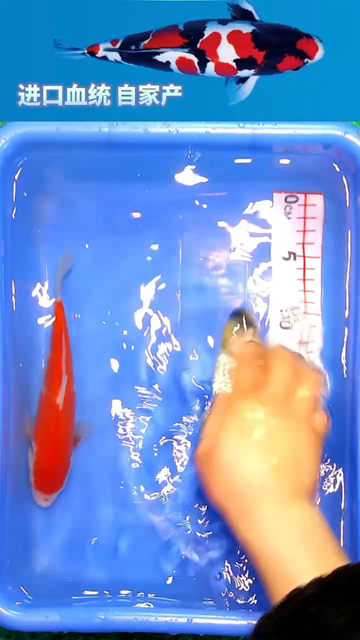 锦鲤福鲤源精选12/24--6