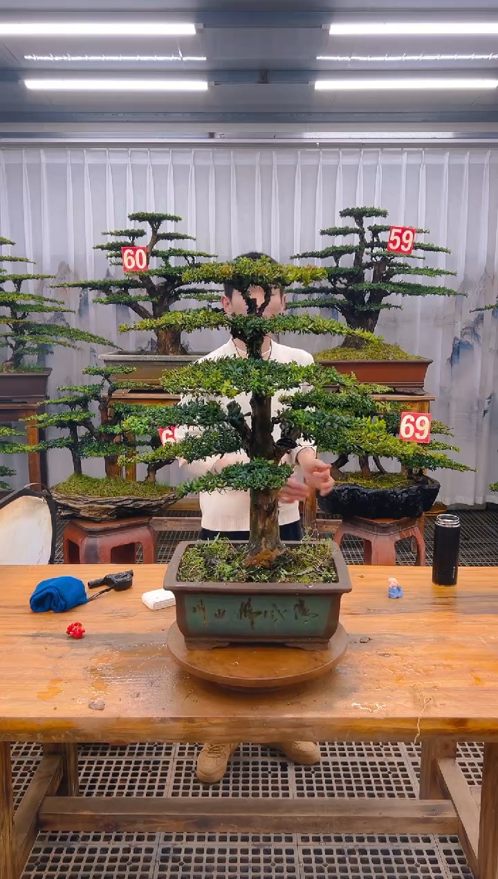 【闪购商品】紫砂精品盆景直播间一物一拍