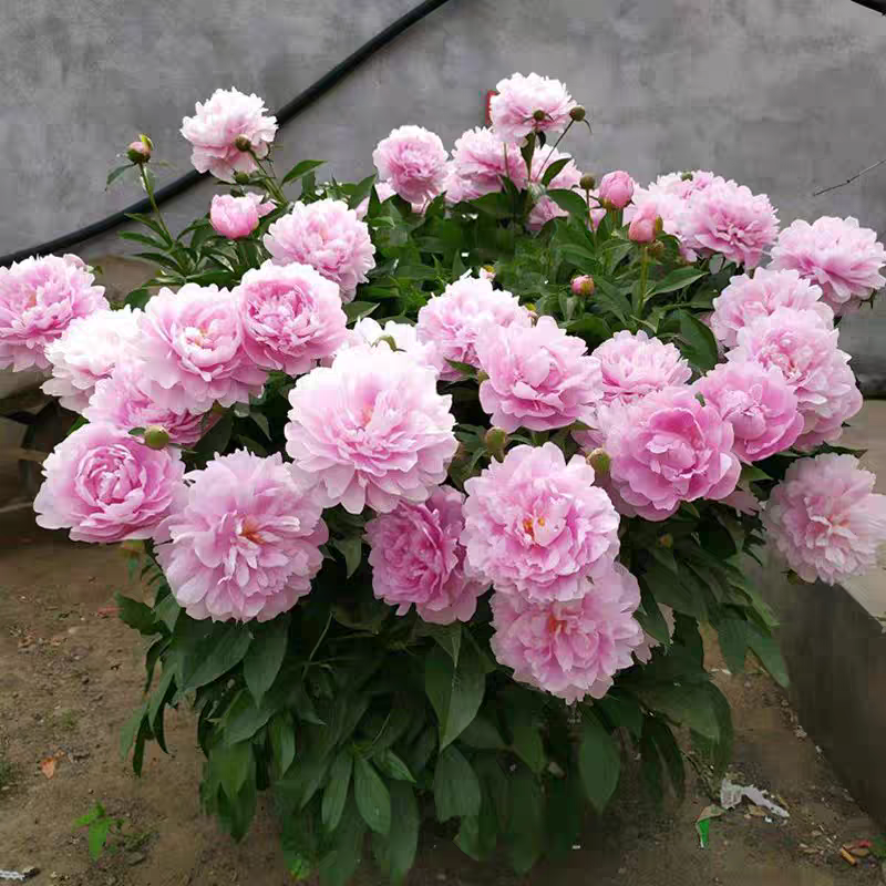 芍药【晴雯】山东菏泽正宗观赏芍药花苗 可地栽盆栽 （拍5送1）