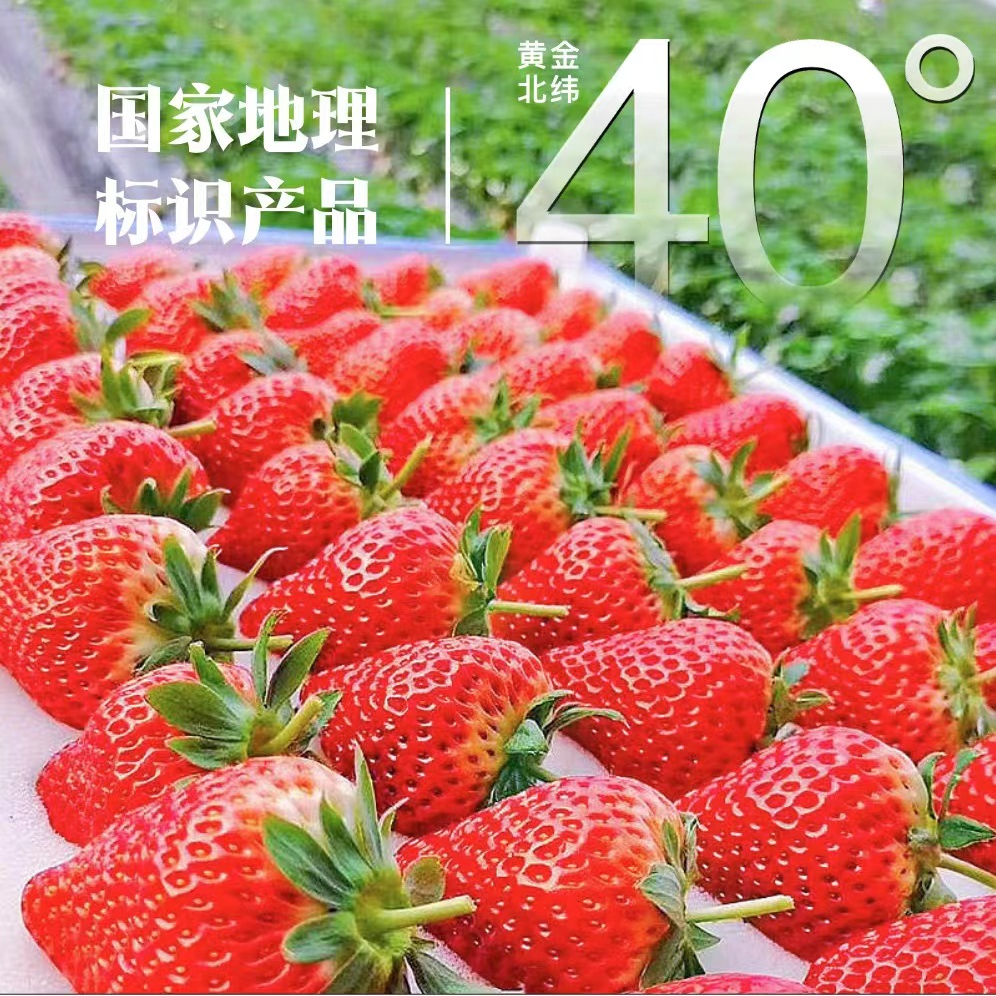 巨无霸40+顺丰包邮丹东九九草莓头茬果红颜每日现摘现发丹东草莓