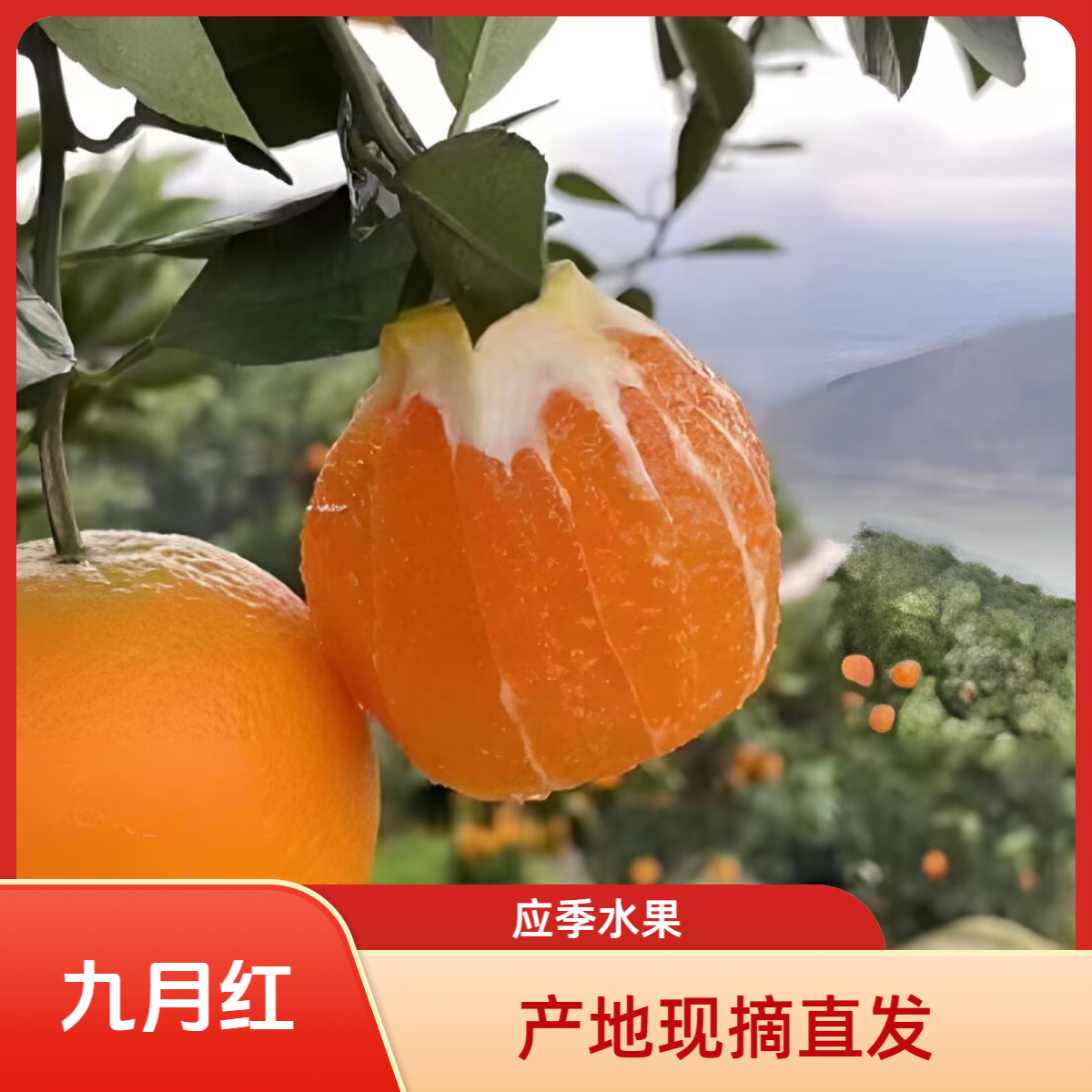 湖北秭归三峡九月红应季脐橙现摘现采/个小/5-9斤/坏果包赔