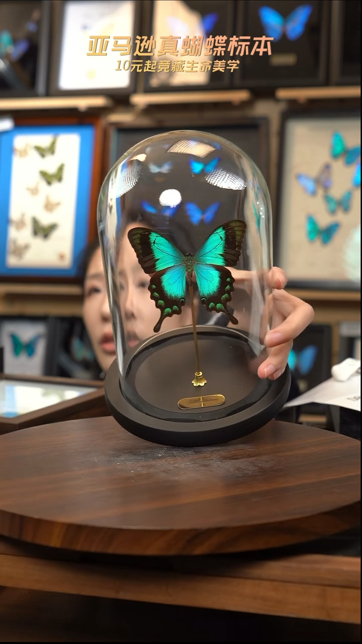 五斑翠玻璃罩款  