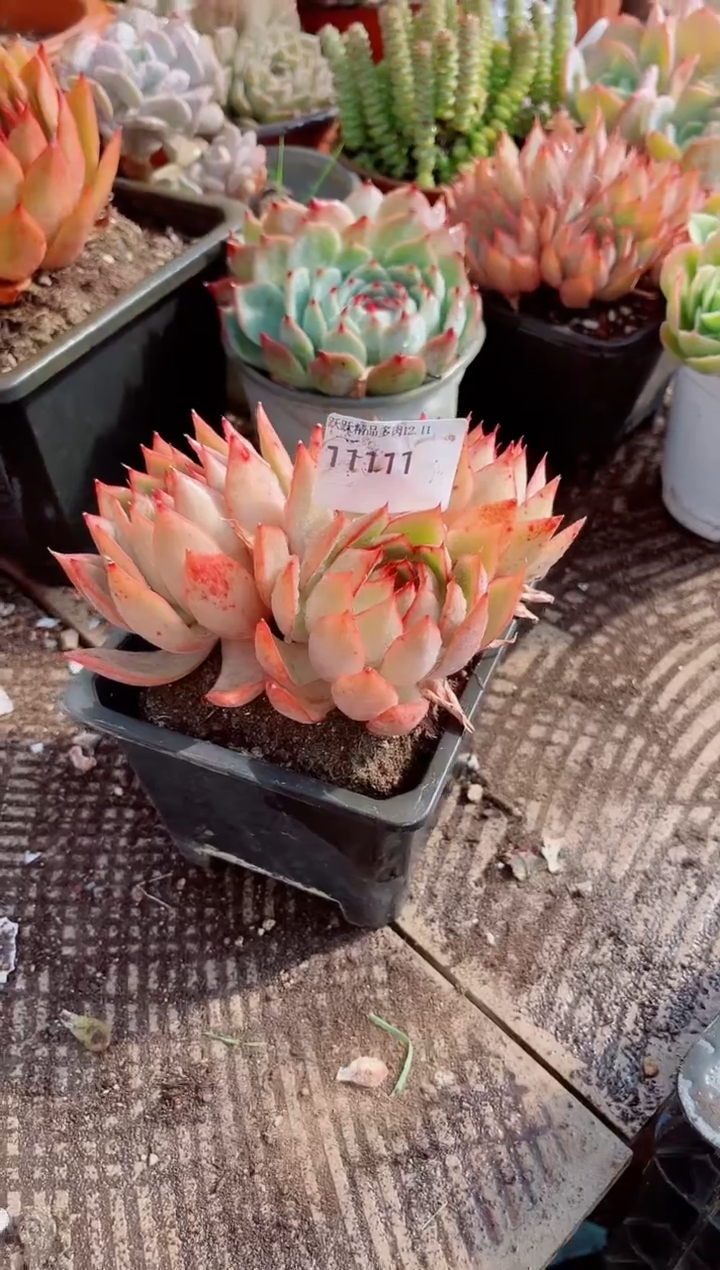 叶***?跃跃精品多肉1111