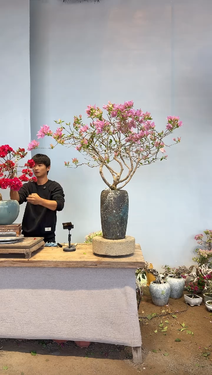 以实际为准三角梅9