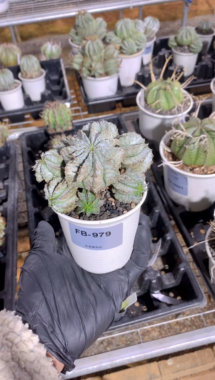 【闪购商品】魁伟玉FB-979