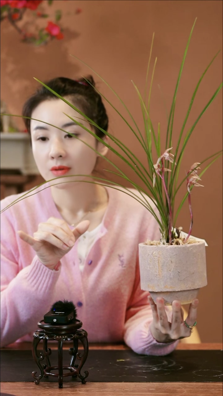 【闪购商品】盆景水红树