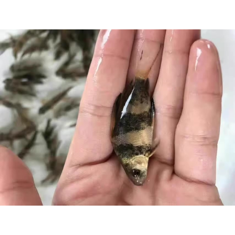 胭脂鱼苗清洁冷水鱼清道夫一帆风顺工具好养耐活胭脂鱼观赏鱼鱼缸