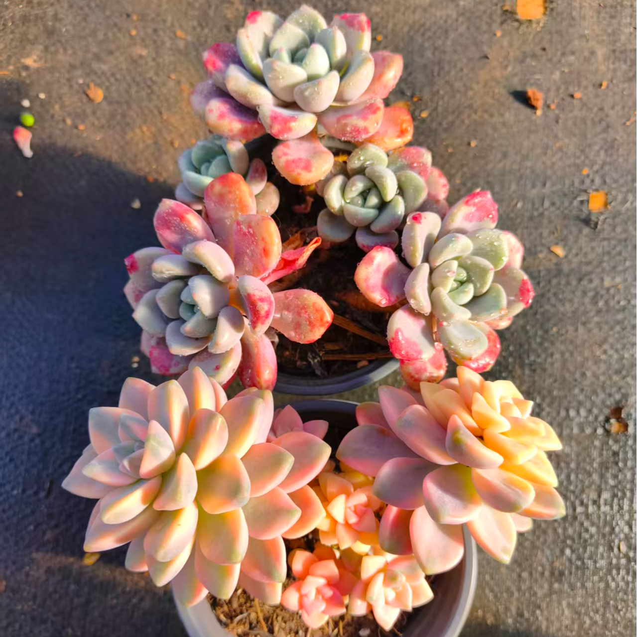 美杏锦+花斑鹿 多肉植物 新手好养殖 室内外皆可以养殖