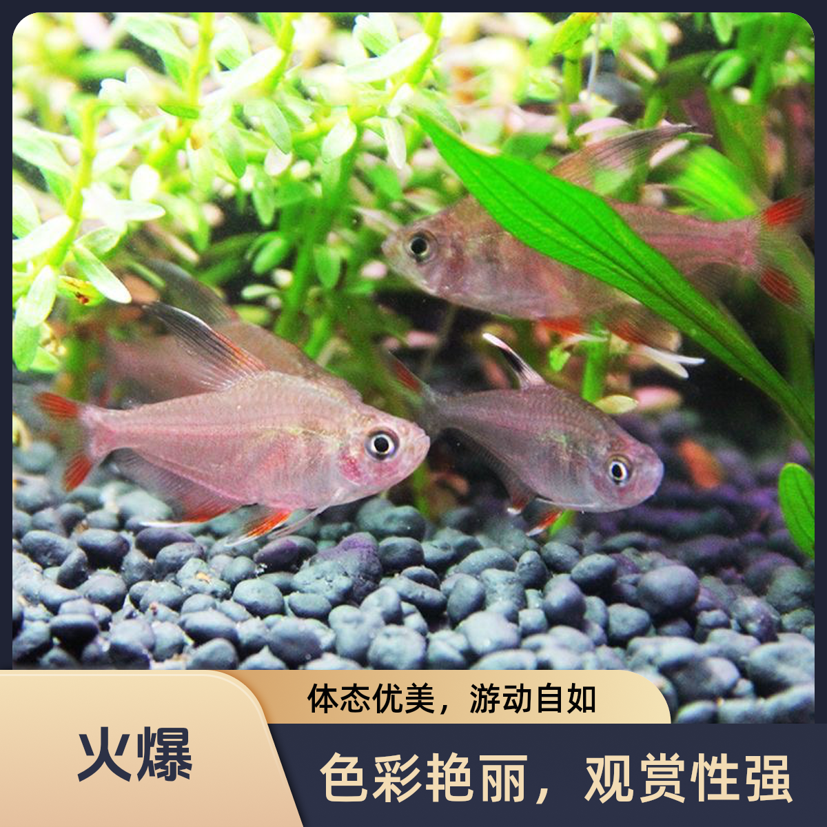 粉红大勾扯旗鱼红大勾旗鱼小型热带灯科热带小型冷水鱼观赏鱼