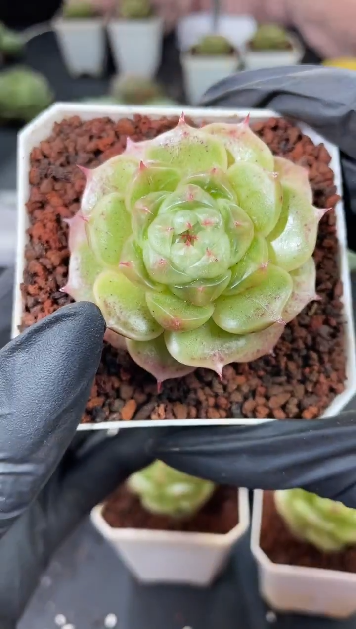 闪购890  翡冷翠8848多肉一颗   