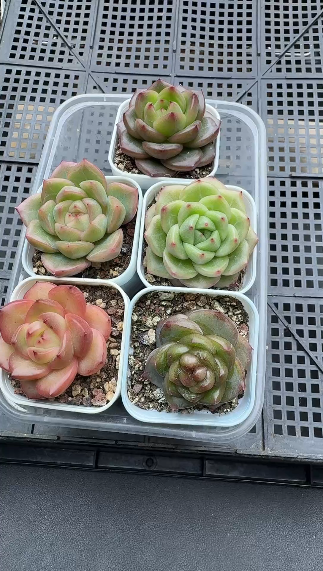 珍妮杂交多肉C343