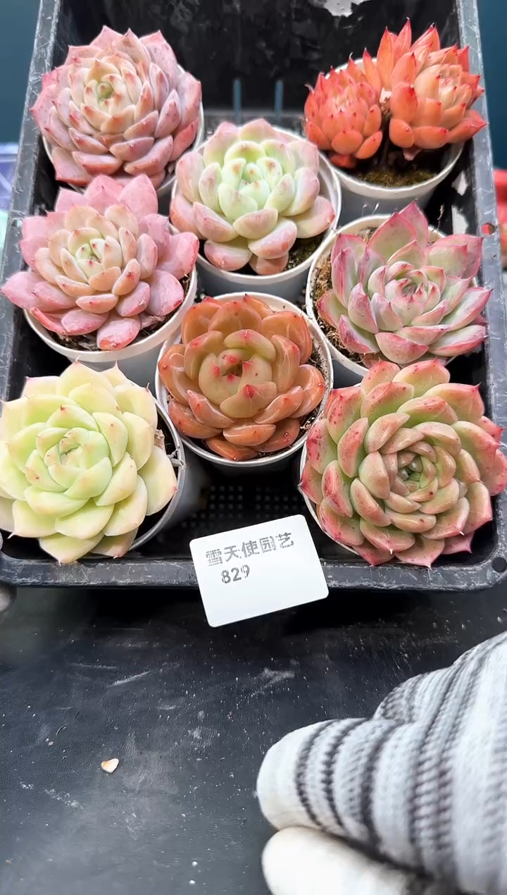 829    多肉8 颗 