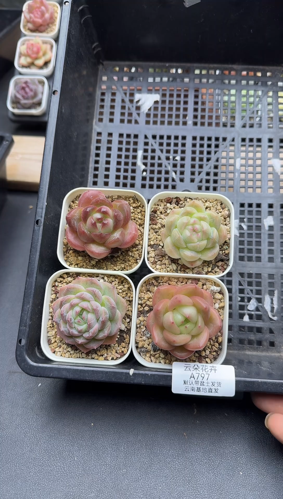 珍妮杂交多肉A797