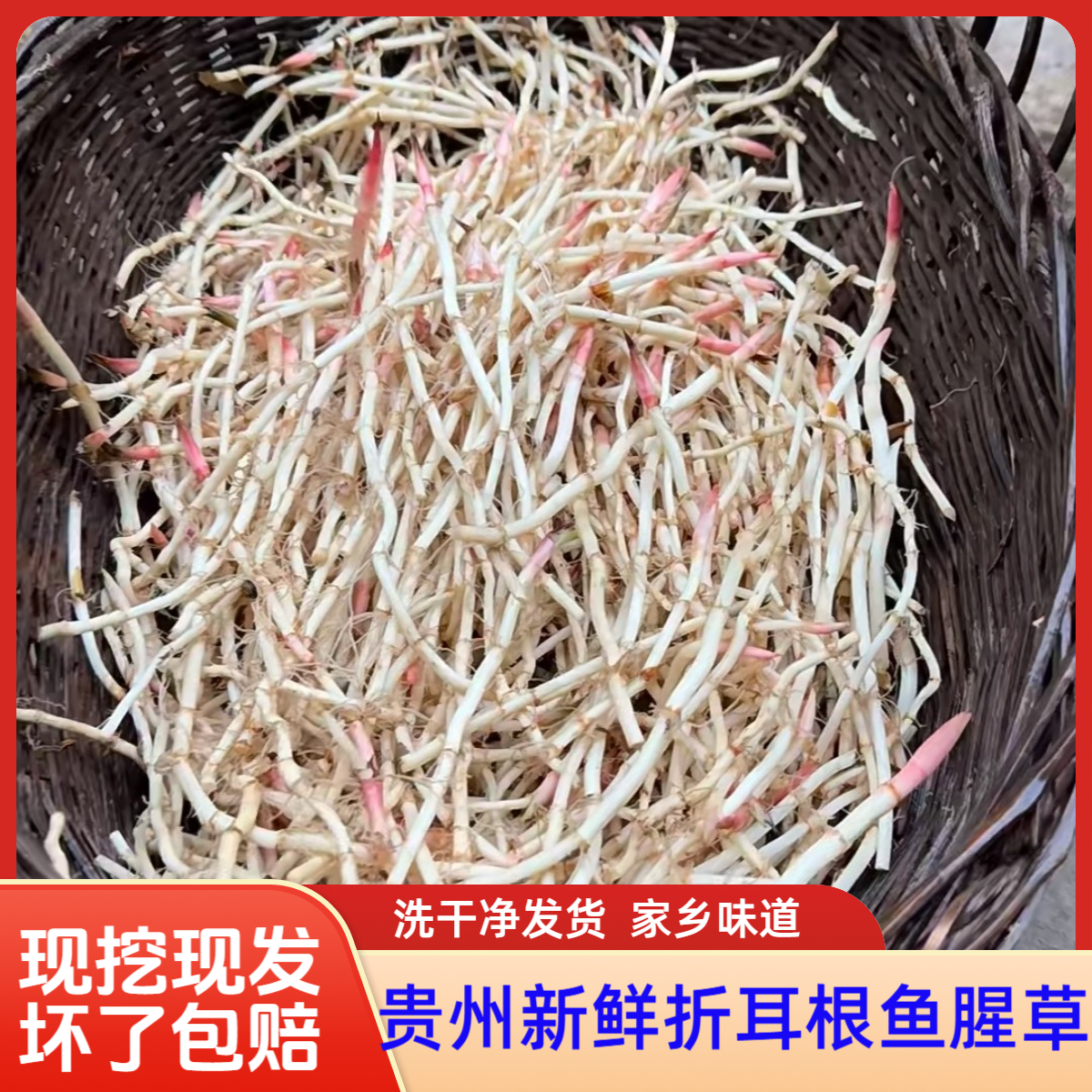 【折耳根】鱼腥草贵州新鲜现挖折耳根嫩根节节根凉拌菜下饭菜农家菜