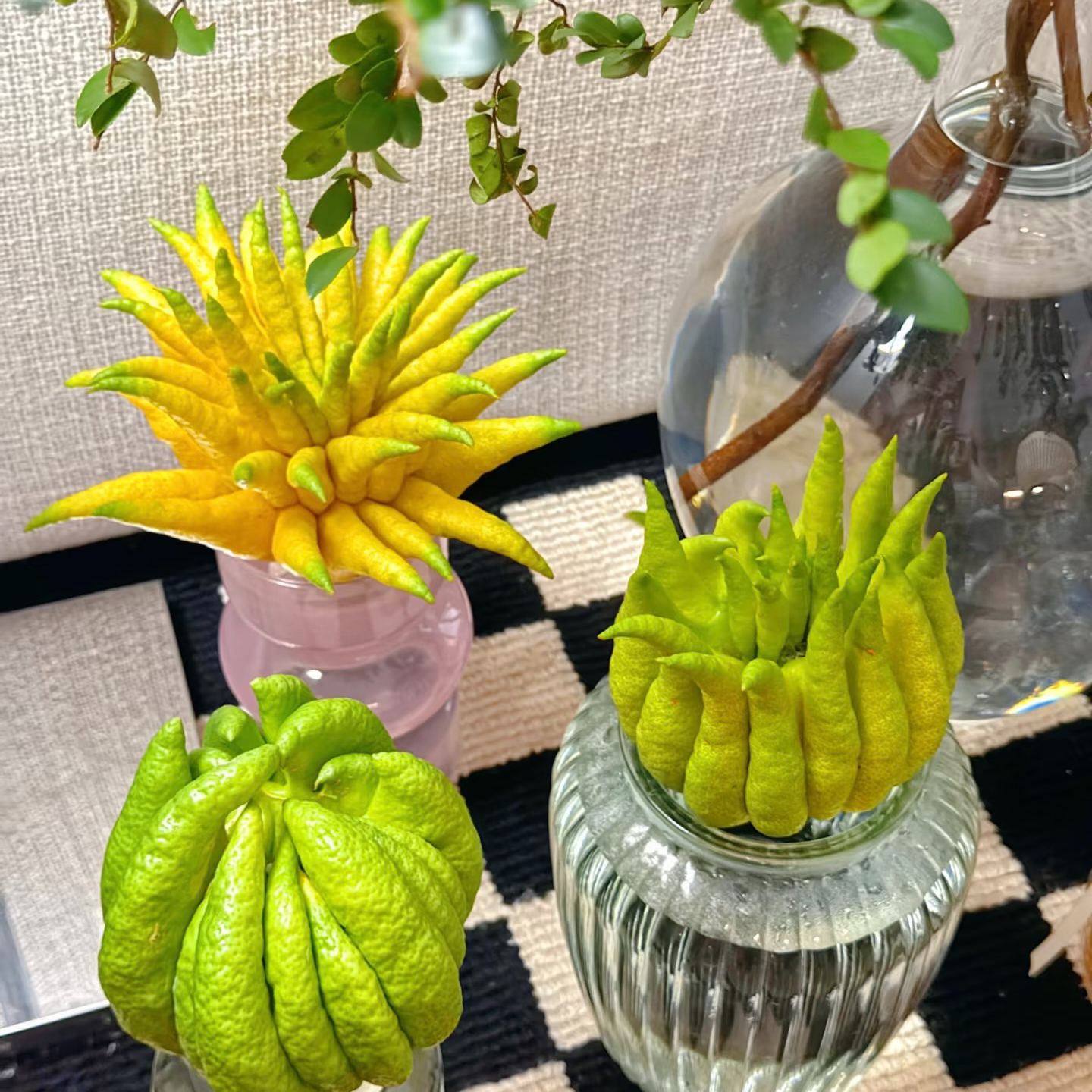 现摘新鲜佛手柑大果观赏有清香可作天然香薰