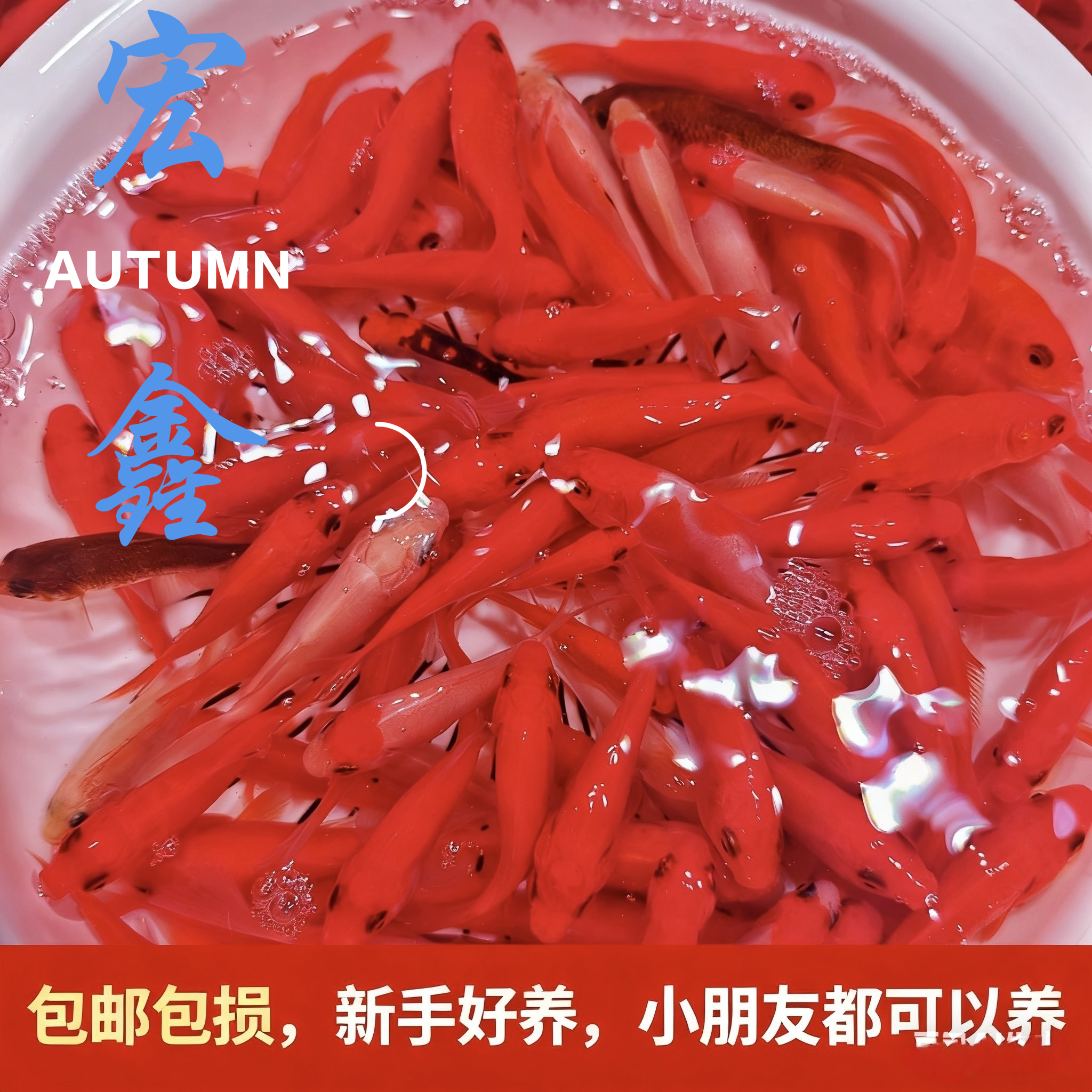 3-6公分 保底39条 红宝石草金鱼 超级好养 观赏鱼 小朋友可以养