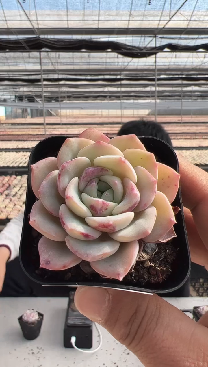 【闪购商品】小花豹-4