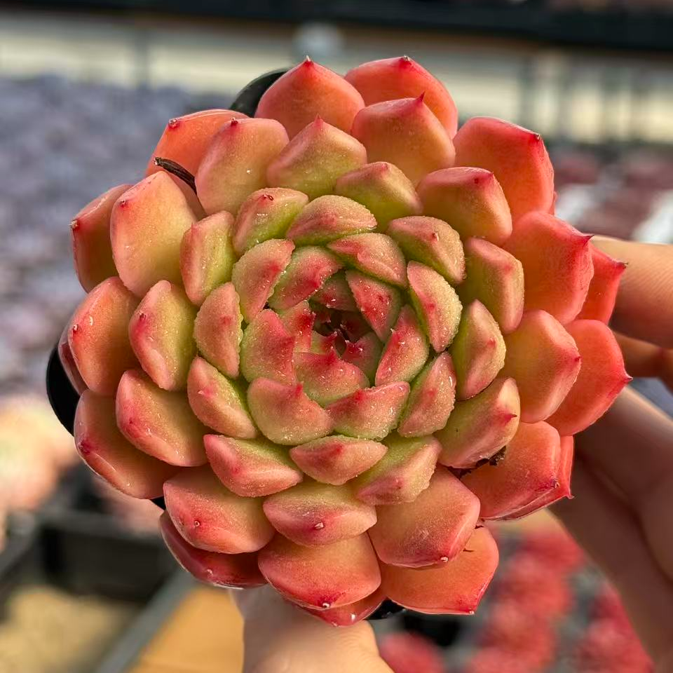 7#凤梨酥多肉植物  前男友精品多肉  