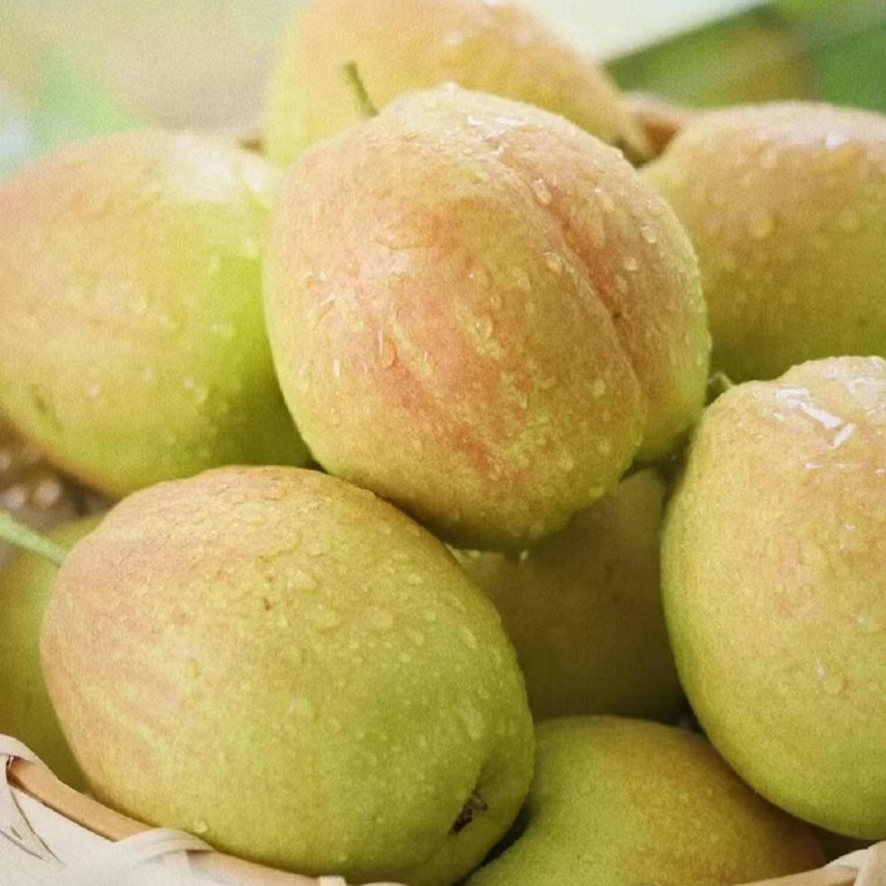 【顺丰】 新疆库尔勒香梨 净重3/6斤左右（仅江浙沪皖）