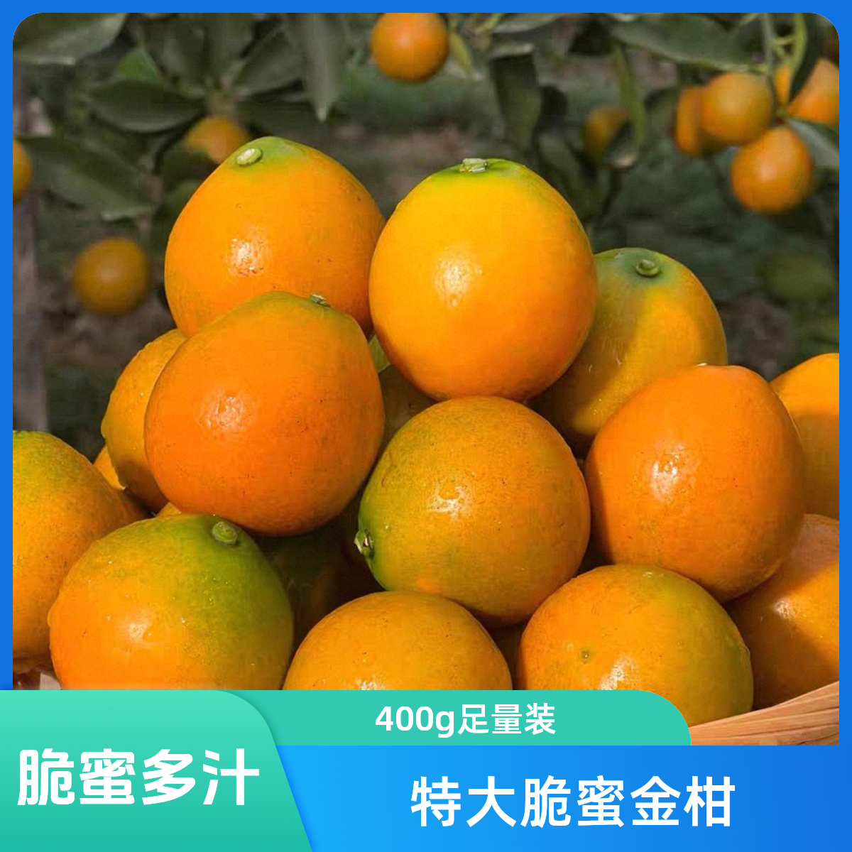 特大脆蜜金柑400g（单果约40g）广西壮族自治区