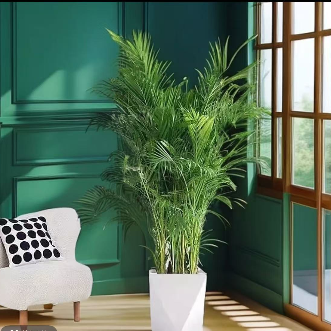 1.3 - 1.5米富贵椰子室内落地绿植办公室乔迁摆放好养耐活