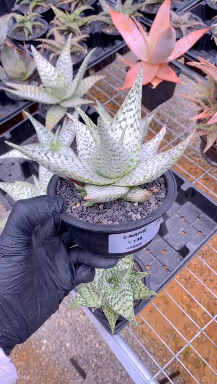 【闪购商品】三禺锦脱土FB-1791