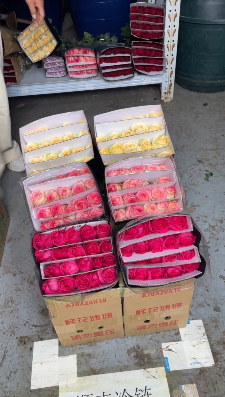 佛洛依德20枝+艾沙20枝+香槟20枝