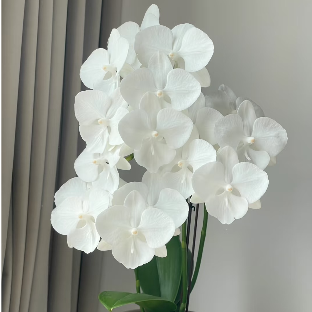 【白天鹅】4.5寸蝴蝶兰苗出剑苗