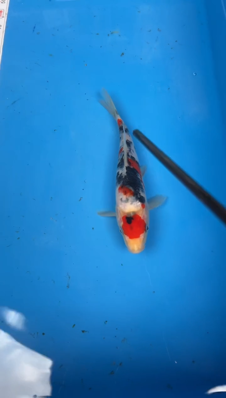 锦鲤?****?13号锦鲤鱼 闪购大正