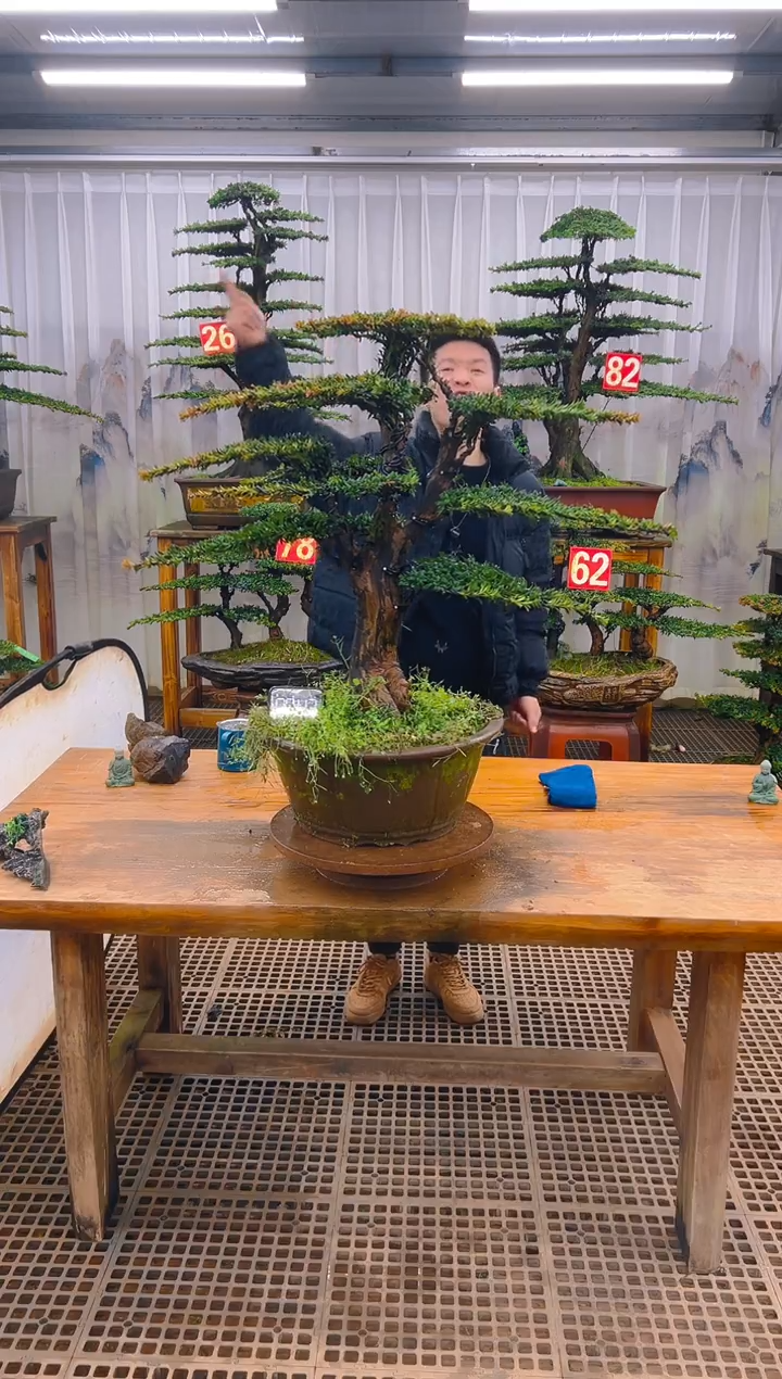 无花朵精品盆景直播间一物一拍
