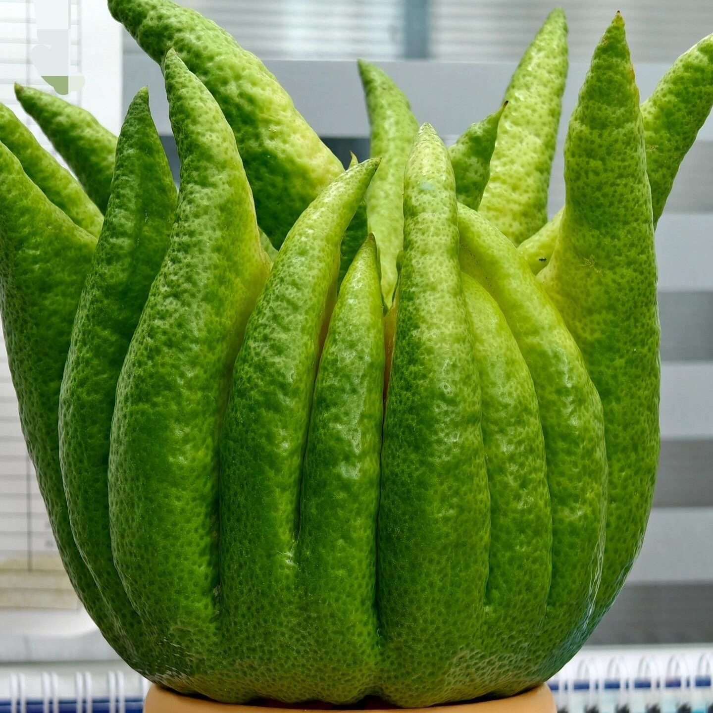 C【一物一拍】精品佛手柑 251-300