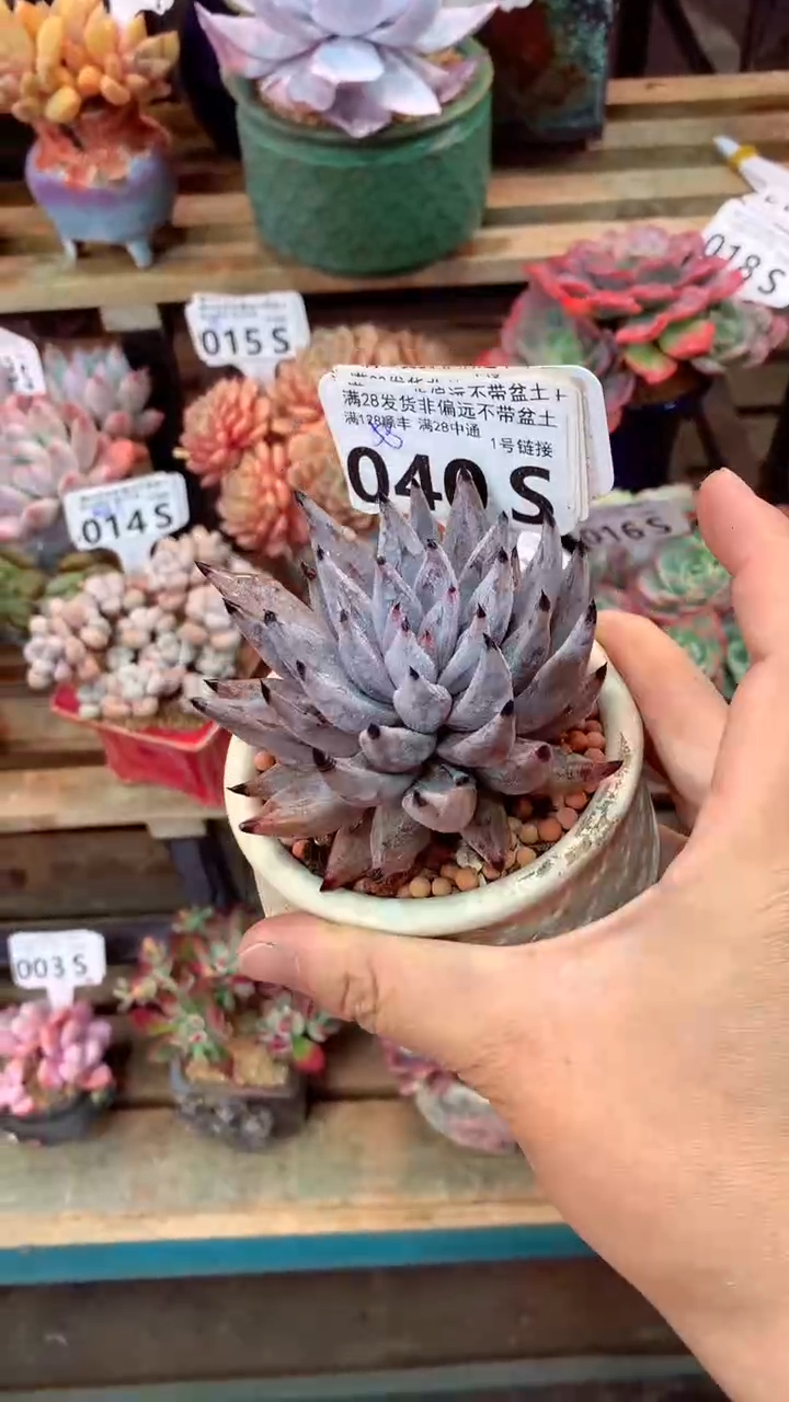 胖****5040S（一物一拍，精品多肉，所见即所得 ）