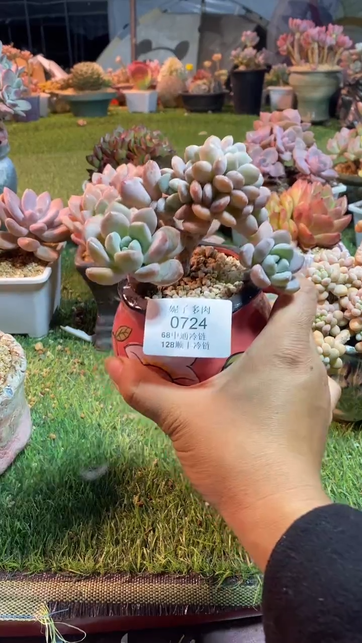 杨*九0724《满28包邮发货》