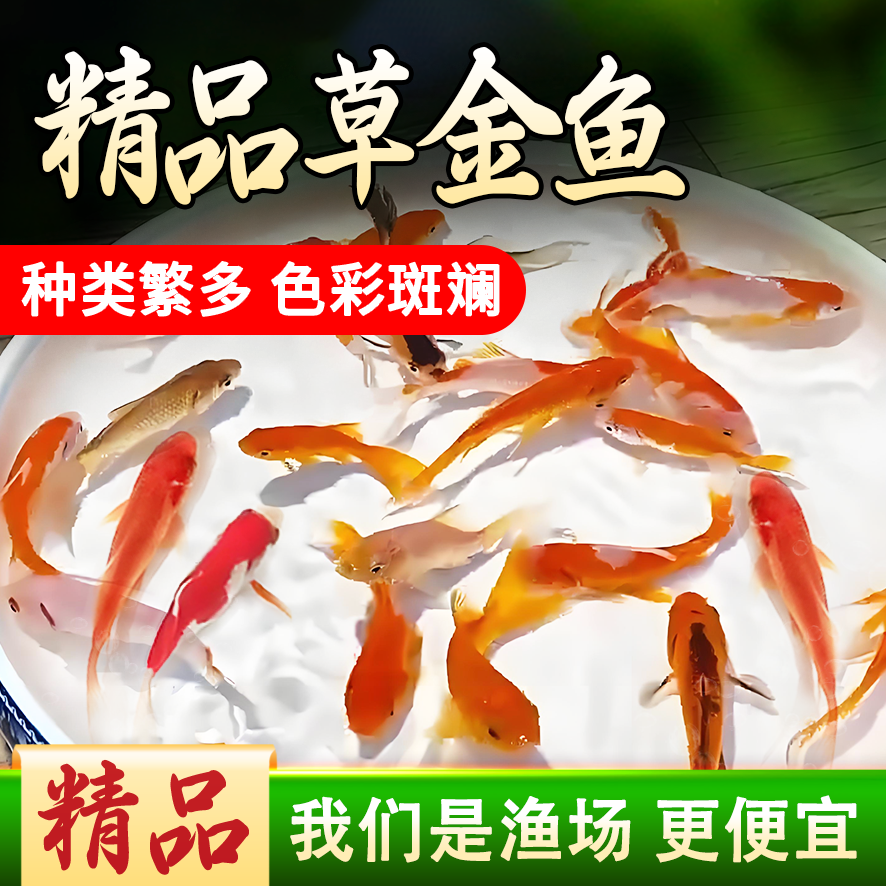 观赏鱼活体精品冷水草金鱼小型金鱼活鱼锦鲤耐活好养淡水饲料鱼苗